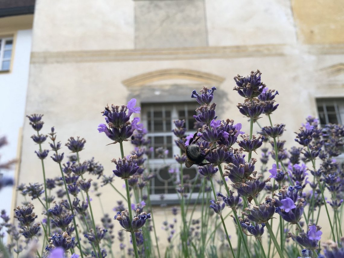 Blühender Lavendel in Plankstetten.