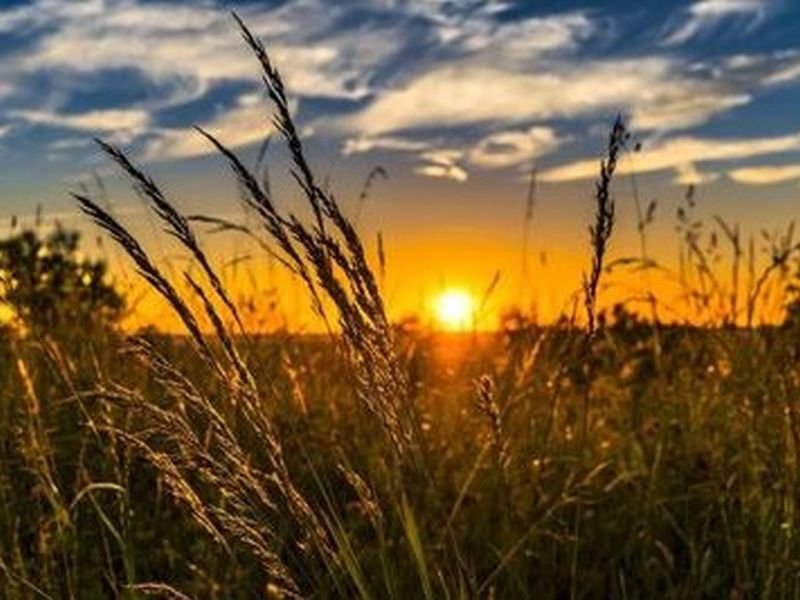 © Pixabay-wheat_2391348