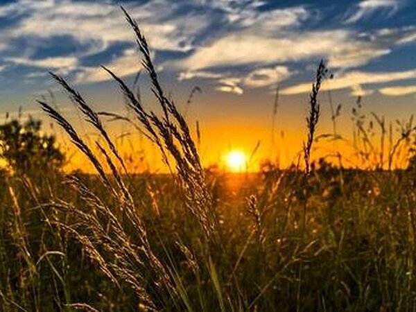 © Pixabay-wheat_2391348