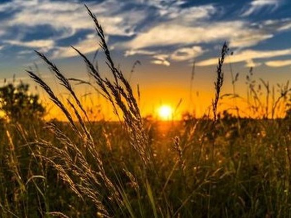 © Pixabay-wheat_2391348