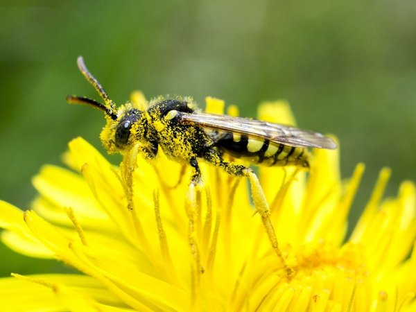 Insektensterben