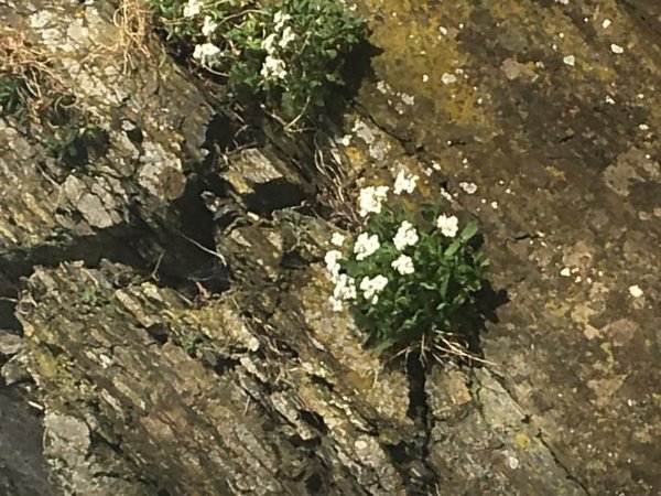 © Brigitte Merkwitz