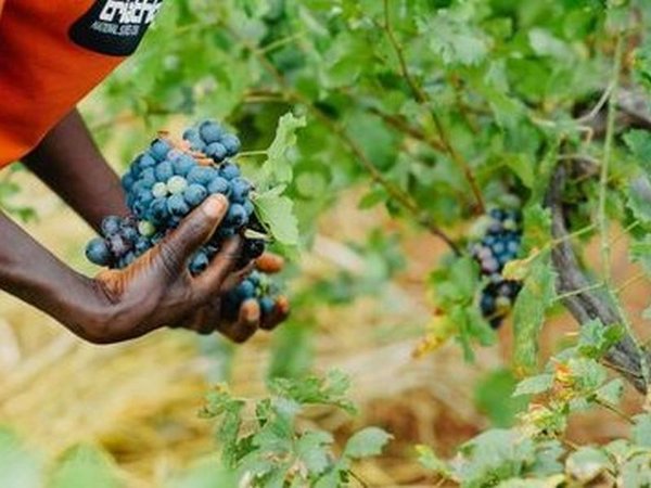 © Pixabay_grapes5870021