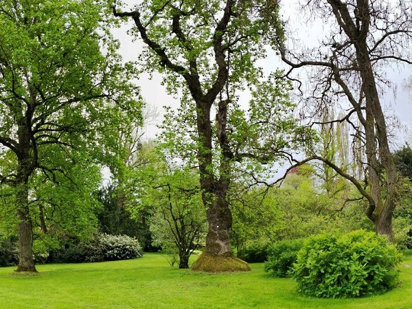 Wenn Bäume erzählen